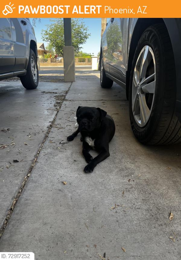 Found/Stray Male Dog last seen 79th Dr and Cherry Lane, Phoenix, AZ 85033