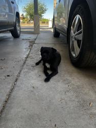 Found/Stray Male Dog last seen 79th Dr and Cherry Lane, Phoenix, AZ 85033