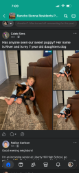 Reunited Female Dog last seen La Grotta ln, Georgetown, TX 78628