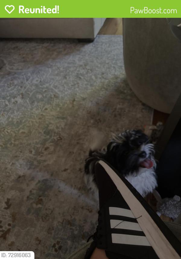 Reunited Female Dog last seen Near ne 132 nd ave , Portland, OR 97230