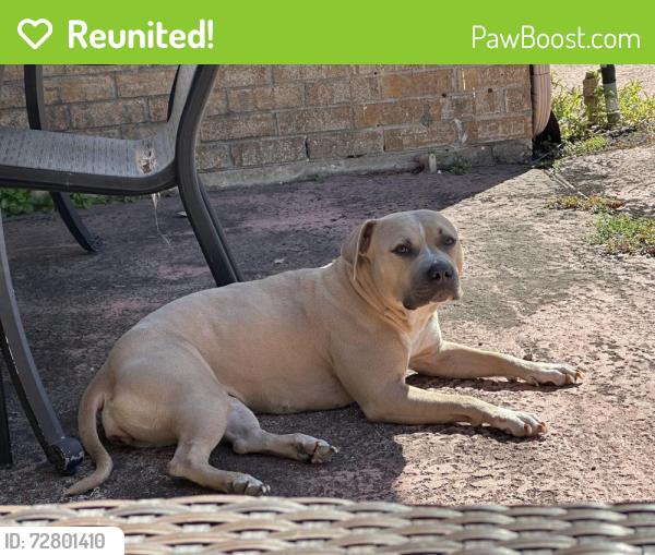 Reunited Female Dog last seen Southlea and Bataan Rd, Houston, TX 77033