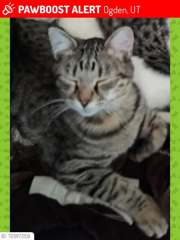 Lost Male Cat last seen 25th st and fowler avenue, Ogden, UT 84401
