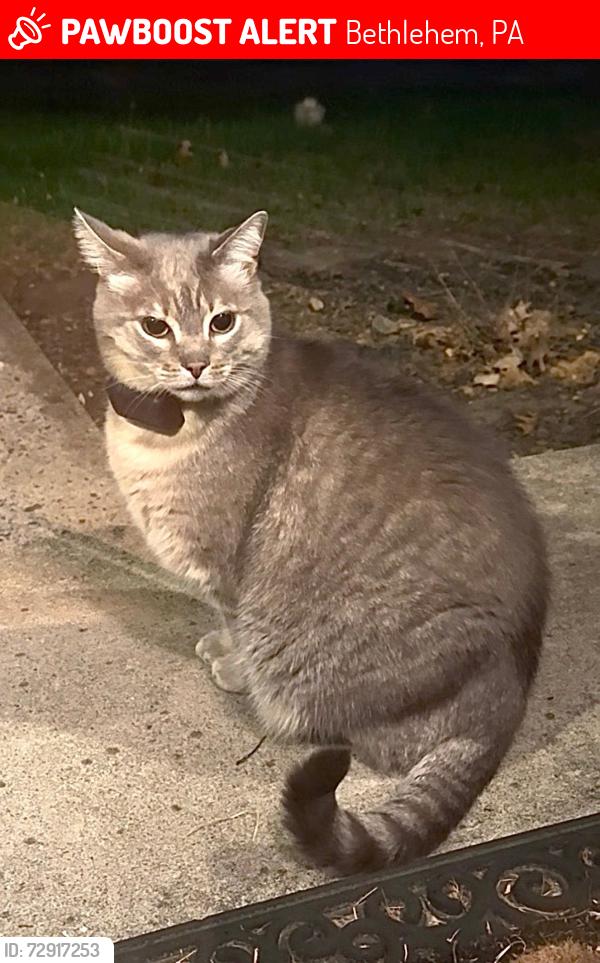 Lost Male Cat last seen 10st and Tamarind Dr , Bethlehem, PA 18020