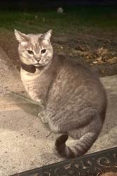 Lost Male Cat last seen 10st and Tamarind Dr , Bethlehem, PA 18020