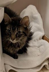 Found/Stray Female Cat last seen Schwartzkopf Park, Marysville, OH 43040