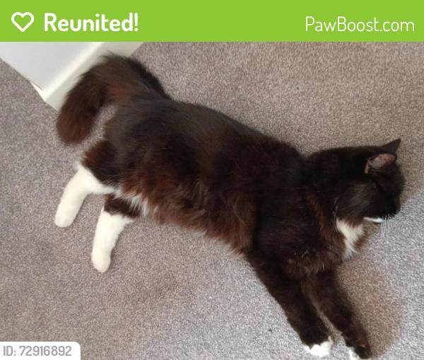 Reunited Male Cat last seen Near darwin avenue christchurch, Bournemouth, Christchurch and Poole, England BH23 2JA