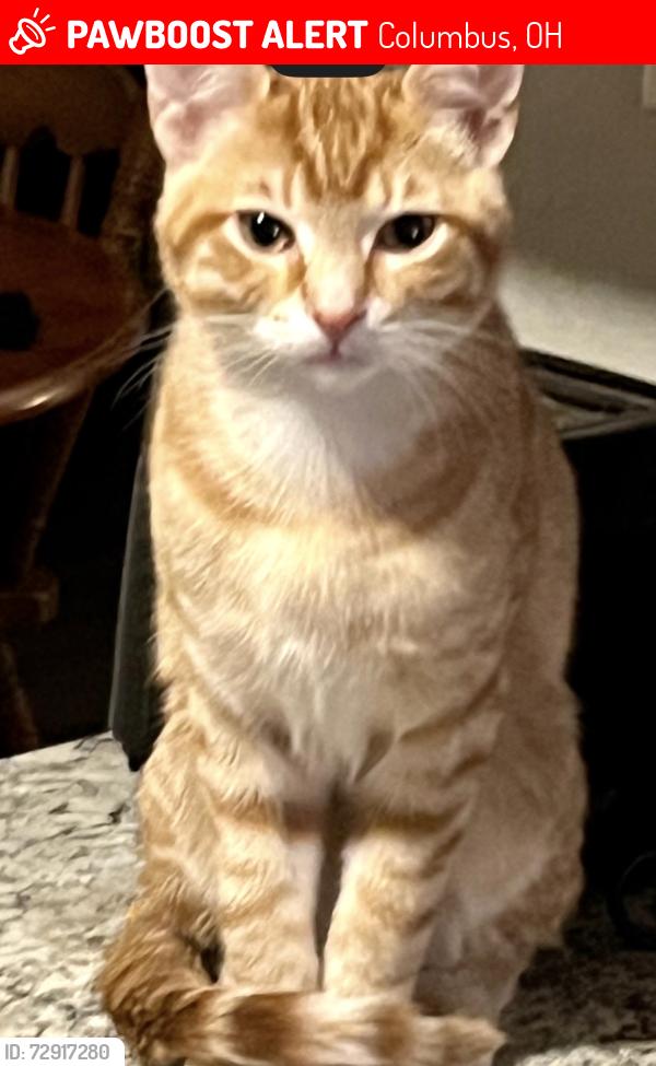 Lost Male Cat last seen Wayne ave terrance ave, Columbus, OH 43223
