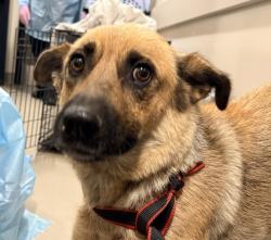 Shelter Stray Female Dog last seen Not Provided., Brawley, CA, 92227, El Cajon, CA 92020