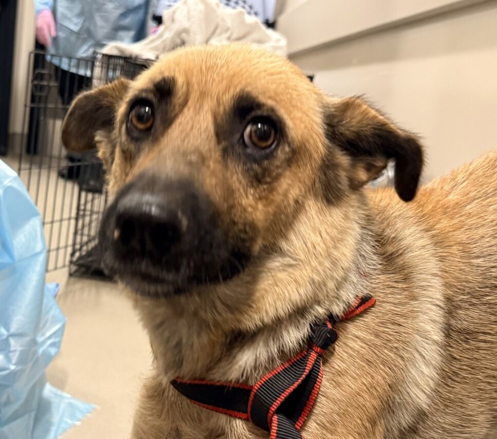 Shelter Stray Female Dog last seen Not Provided., Brawley, CA, 92227, El Cajon, CA 92020