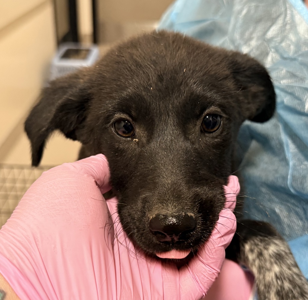 Shelter Stray Female Dog last seen Not Provided., Brawley, CA, 92227, El Cajon, CA 92020