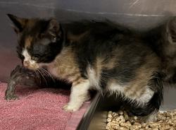 Shelter Stray Female Cat last seen Near S 4000 W, Bluffdale, UT, 84065, Taylorsville, UT 84123