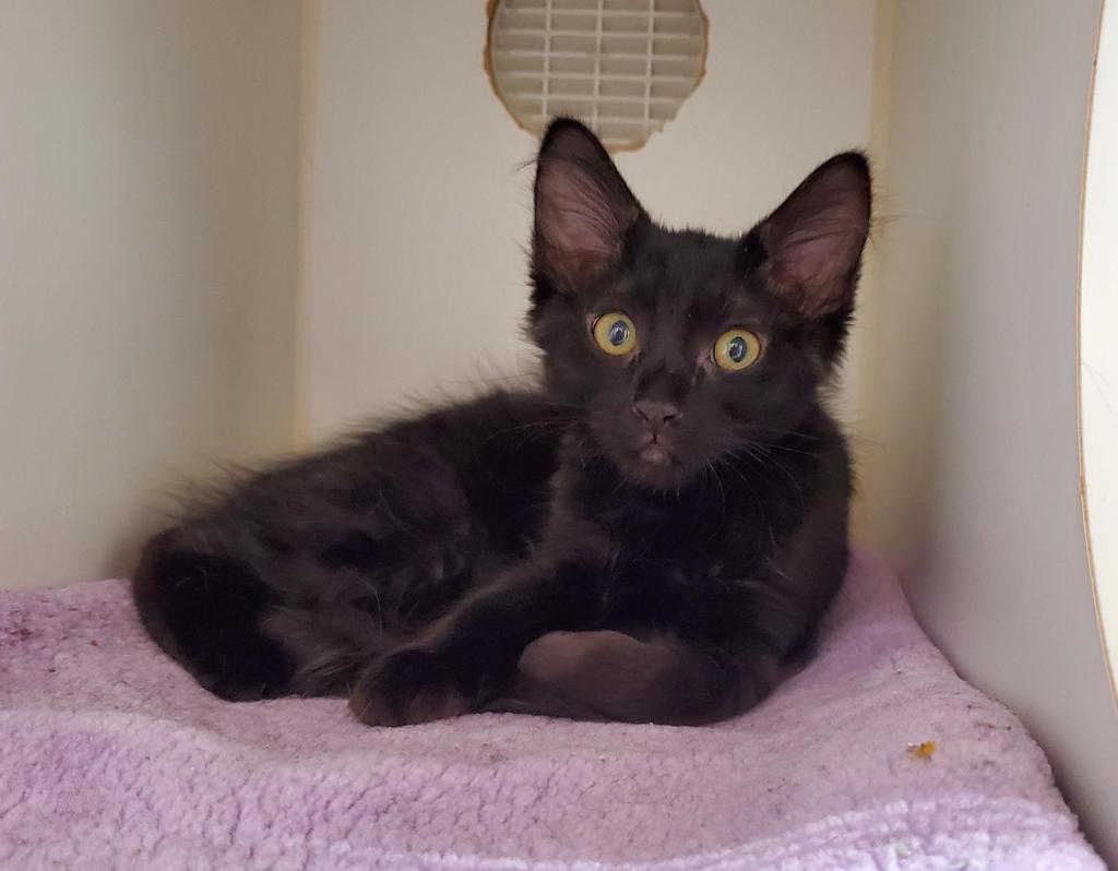 Shelter Stray Female Cat last seen Near Olive Avenue, La Mesa, CA, 91942, El Cajon, CA 92020