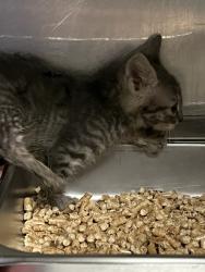 Shelter Stray Male Cat last seen Near S 4000 W, Bluffdale, UT, 84065, Taylorsville, UT 84123