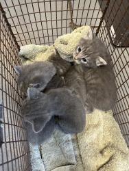 Shelter Stray Female Cat last seen Near S 4000 W, Bluffdale, UT, 84065, Taylorsville, UT 84123