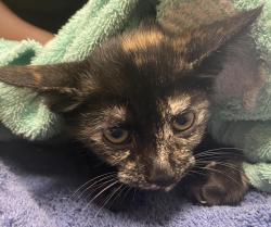 Shelter Stray Female Cat last seen Near Olive Avenue, La Mesa, CA, 91942, El Cajon, CA 92020