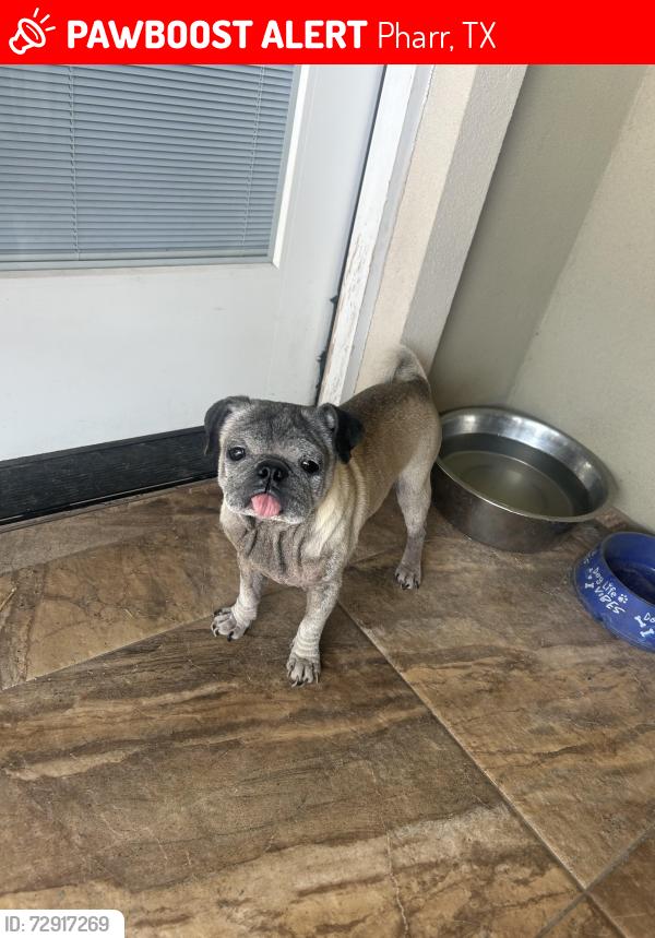 Lost Male Dog last seen Trenton.  Sugar rd, Pharr, TX 78577