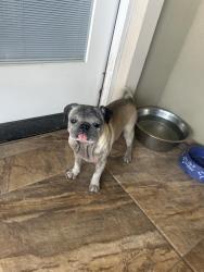 Lost Male Dog last seen Trenton.  Sugar rd, Pharr, TX 78577