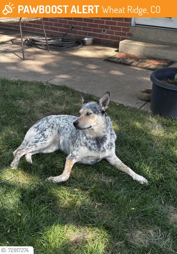 Found/Stray Unknown Dog last seen 41st and Kipling, Wheat Ridge, CO 80033