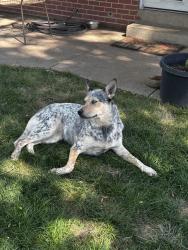 Found/Stray Unknown Dog last seen 41st and Kipling , Wheat Ridge, CO 80033