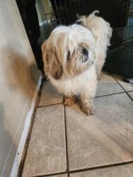 Reunited Male Dog last seen Savannah and William scarbrough , Schertz, TX 78154