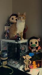 Lost Male Cat last seen Austin Court, Spruce Grove , Spruce Grove, AB T7X 0N4