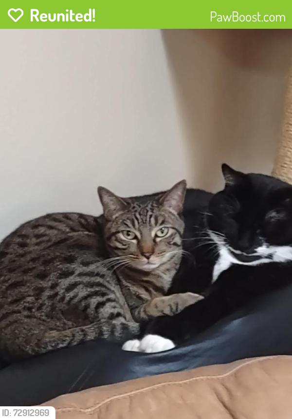 Reunited Male Cat last seen Prenda De Plata NW and Bob McCannon Prkwy NW, Albuquerque, NM 87120
