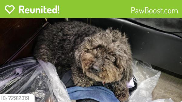 Reunited Female Dog last seen Near Taney Rd, Manassas, VA , Manassas, VA 20110