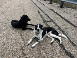 Reunited Male Dog last seen On the Joe Pool dam by Lynn Creek Park, Grand Prairie, TX 75052