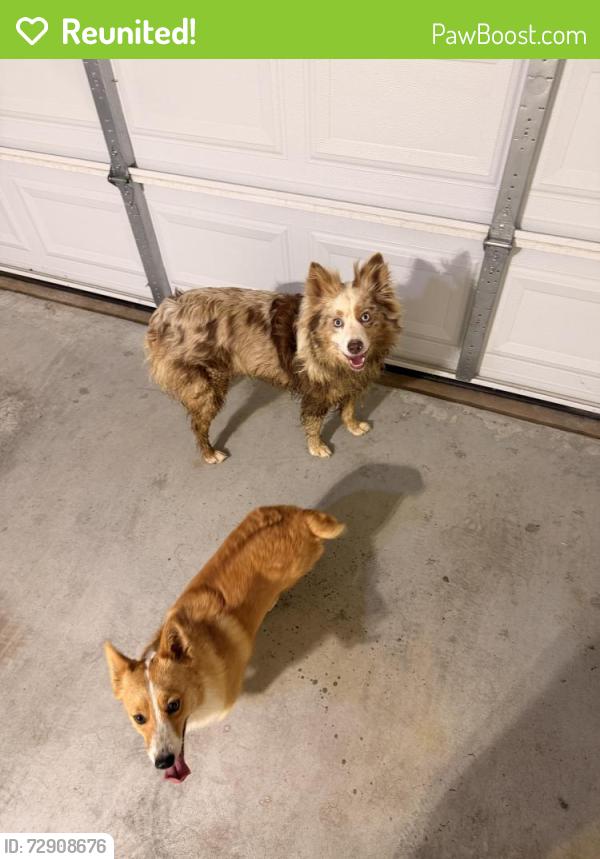 Reunited Unknown Dog last seen E37th and 145th, Tulsa, OK 74134