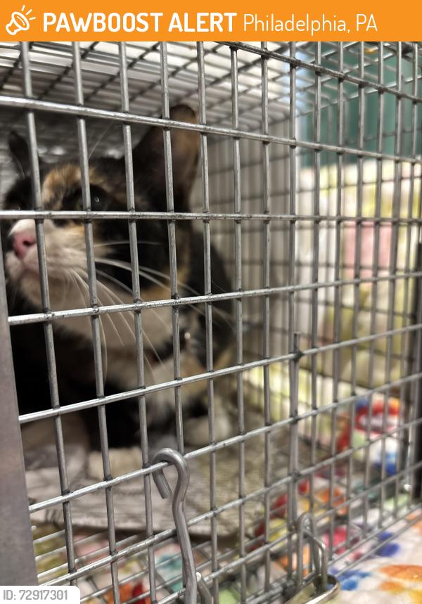 Found/Stray Female Cat last seen Near Brandywine Ave, Philadelphia, PA 19104