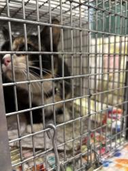 Found/Stray Female Cat last seen Near Brandywine Ave, Philadelphia, PA 19104