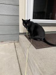 Reunited Male Cat last seen 120th and Chambers , Brighton, CO 80603