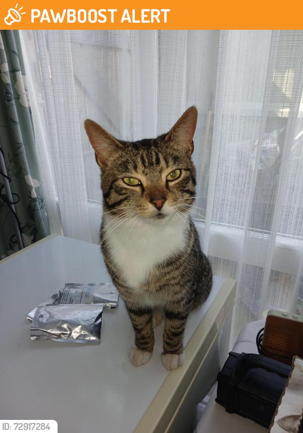 Found/Stray Male Cat last seen Birmingham B33 , Birmingham, England 