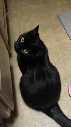 Reunited Female Cat last seen North side of Wichita way , Bend, OR 97701