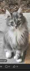 Reunited Female Cat last seen Digby PL, Mount Vernon, WA 98274