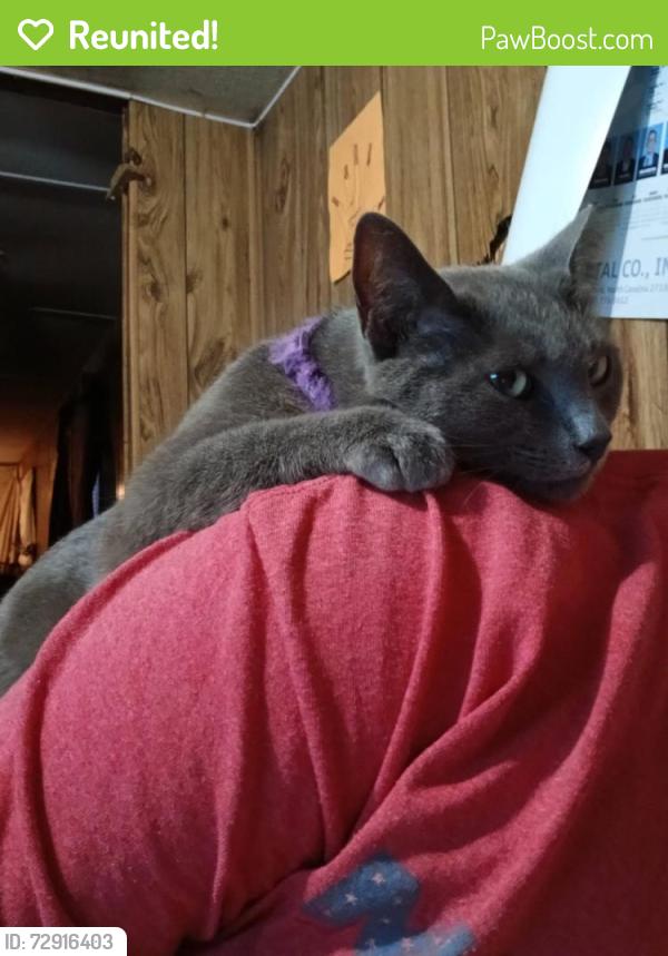 Reunited Female Cat last seen James st , Vass, NC 28394