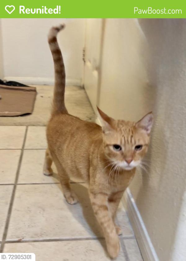 Reunited Male Cat last seen Boardwalk at Spectrum, San Diego, CA 92123