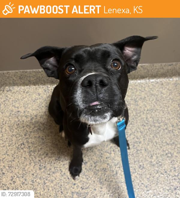 Found/Stray Female Dog last seen W 77th Terrace and W 77th Street, Lenexa, KS 66216