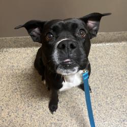 Found/Stray Female Dog last seen W 77th Terrace and W 77th Street, Lenexa, KS 66216