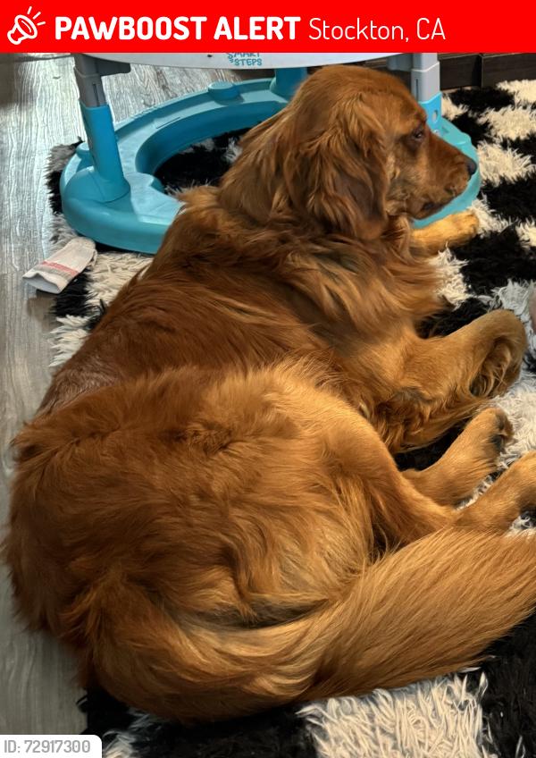 Lost Male Dog last seen South Sinclair Ave and Horner, Stockton, CA 95215