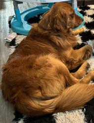 Lost Male Dog last seen South Sinclair Ave and Horner, Stockton, CA 95215