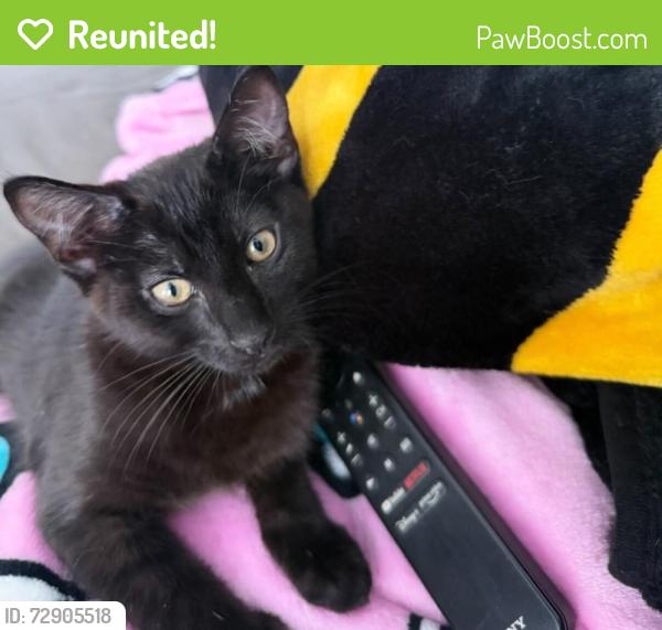 Reunited Male Cat last seen Near 106th ave and Pontiac, Oakland, CA 94603