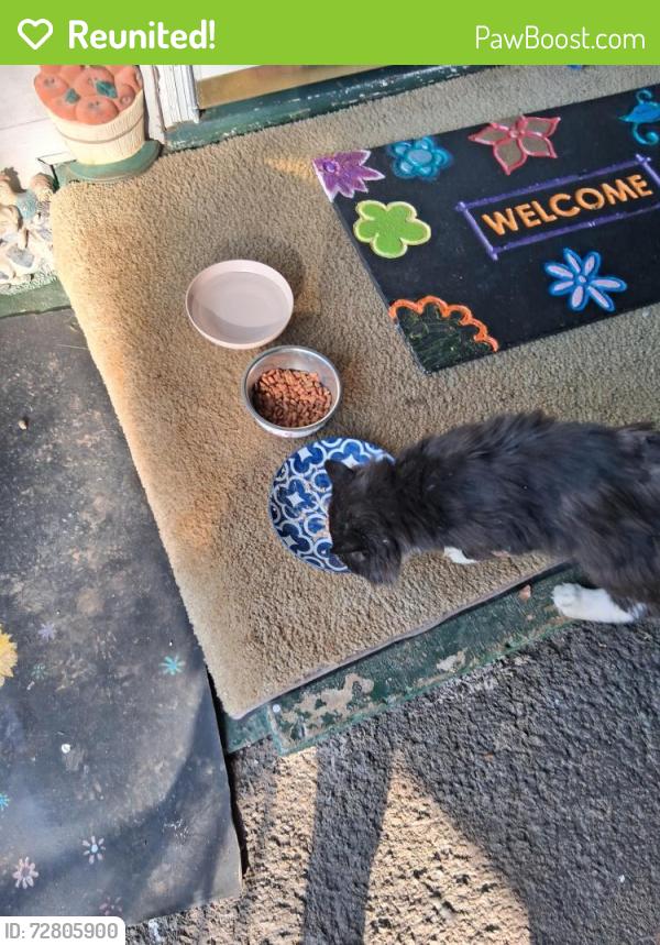 Reunited Male Cat last seen Nall and villa off tazewell pk, Knoxville, TN 37918