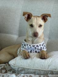 Lost Male Dog last seen Del Monte and Guizot and Santa Cruz near the DelMonte overlook, San Diego, CA 92107