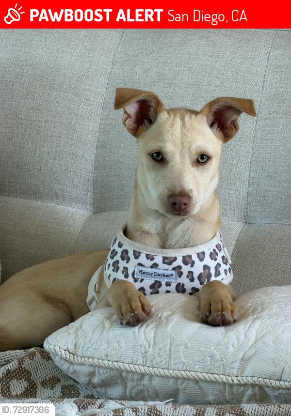 Lost Male Dog last seen Del Monte and Guizot and Santa Cruz near the DelMonte overlook, San Diego, CA 92107