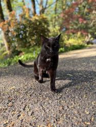 Lost Male Cat last seen Blue Heron Road and Blue Heron Drive, Lake Oswego, OR 97034