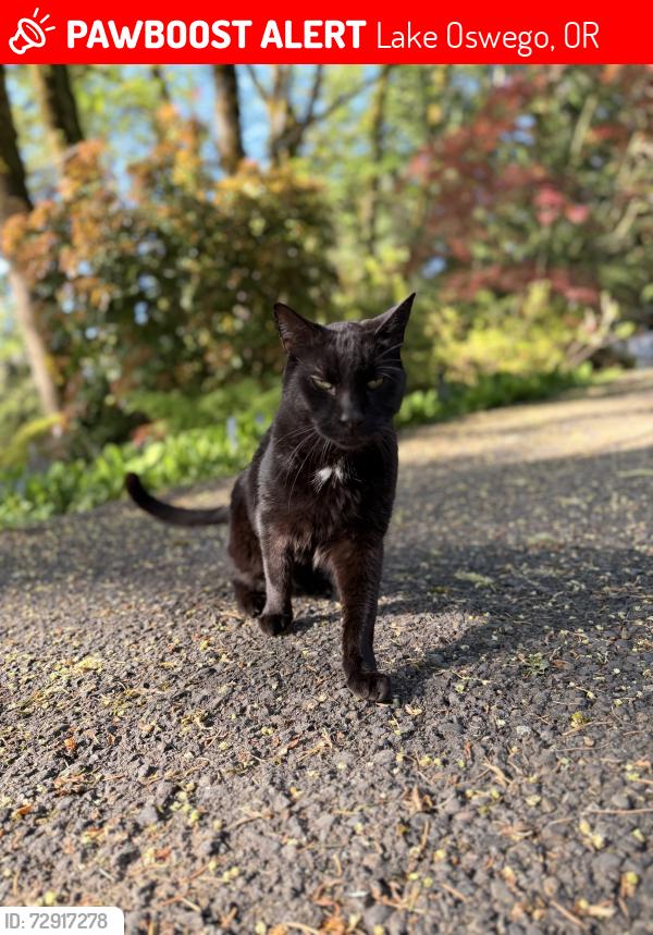 Lost Male Cat last seen Blue Heron Road and Blue Heron Drive, Lake Oswego, OR 97034