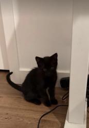Found/Stray Female Cat last seen By Palace CT, Alameda, CA 94501