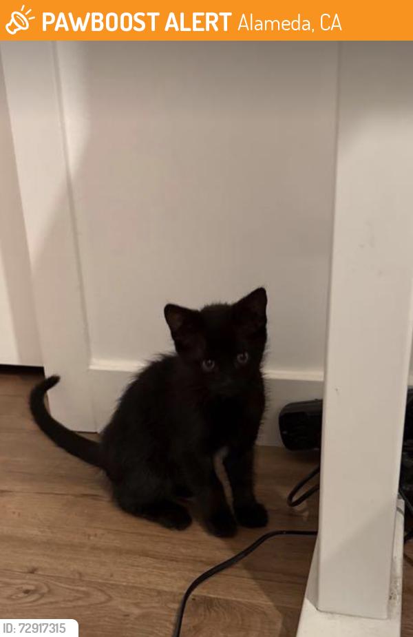 Found/Stray Female Cat last seen By Palace CT, Alameda, CA 94501