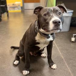 Shelter Stray Male Dog last seen , Norman, OK 73072